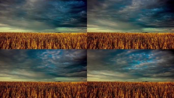 当云层在拉脱维亚田野上展开时，延时拍摄的玉米农田在戏剧性的暴风雨景观中。