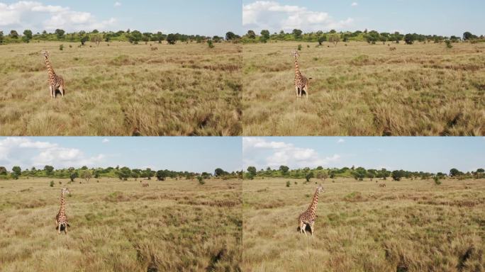 空中无人机拍摄长颈鹿野生动物狩猎动物和非洲稀树草原景观风景在美丽的马赛马拉国家自然保护区，肯尼亚在惊