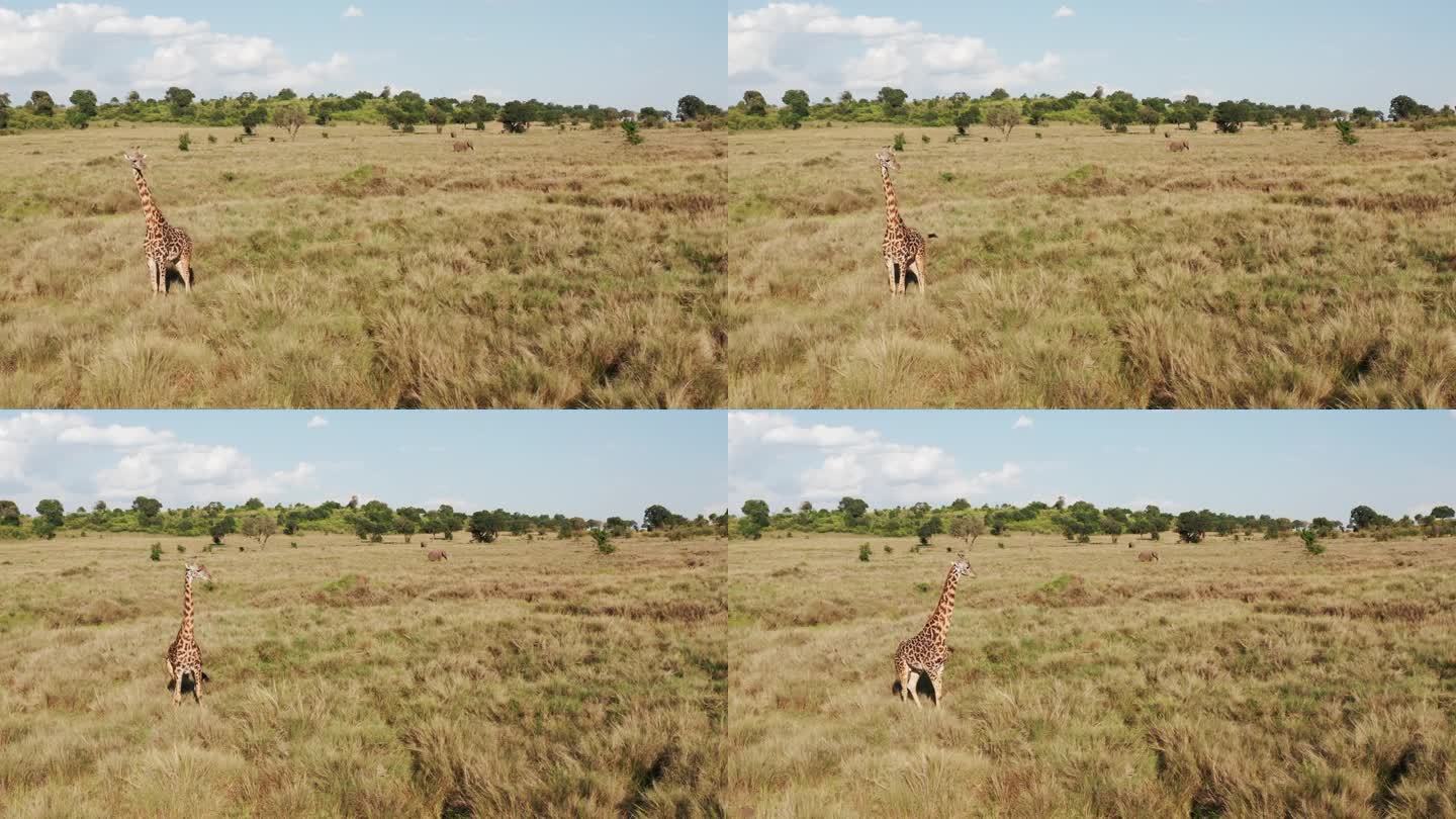 空中无人机拍摄长颈鹿野生动物狩猎动物和非洲稀树草原景观风景在美丽的马赛马拉国家自然保护区，肯尼亚在惊