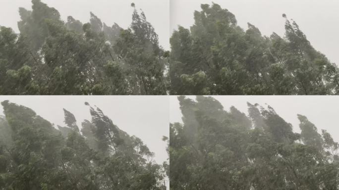 森林狂风暴雨风吹树林风吹雨打树木台风下雨