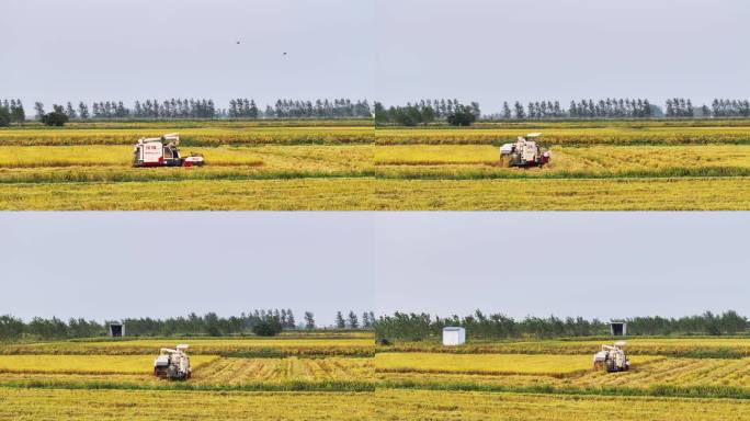 稻田机械收割航拍视频