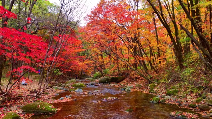 4K超清秋天本溪枫叶色彩五花山老边沟风景