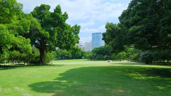 阳光草坪草地树林森林榕树林