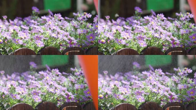4K60帧紫色花朵