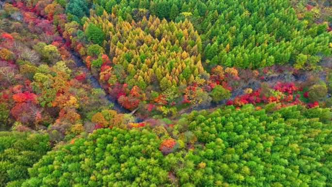 4K超清秋天本溪枫叶色彩五花山老边沟风景