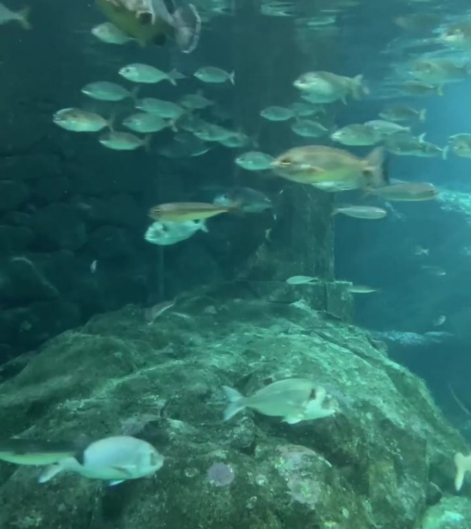 大西洋鱼类的水下镜头