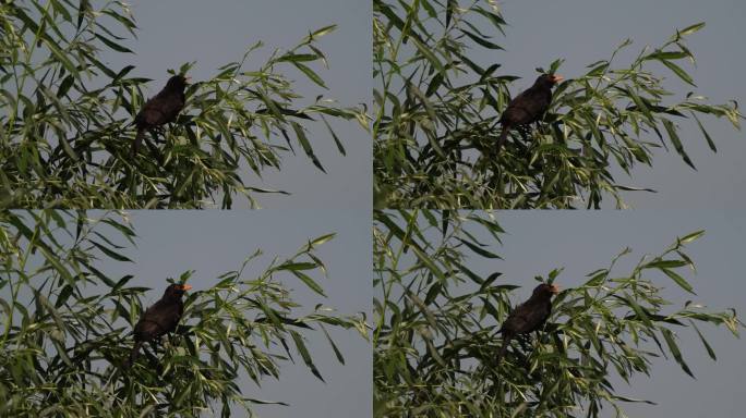 一只普通的雄性黑鹂(黑鹂)在柳树上唱歌，然后飞走了