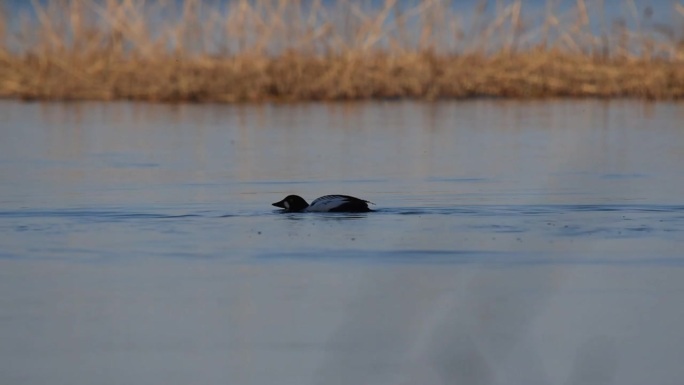 普通的金眼鸭在湖上游泳