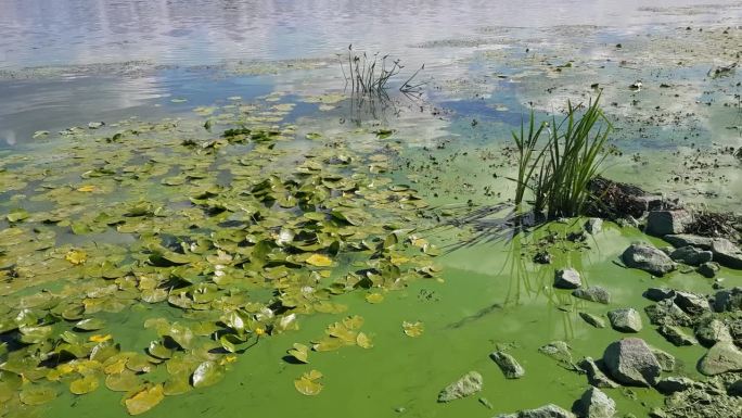 被蓝藻污染的绿水湖面植物水生植物