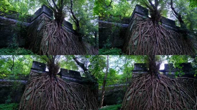 广州 越秀公园 古城墙 长在墙上榕树根系