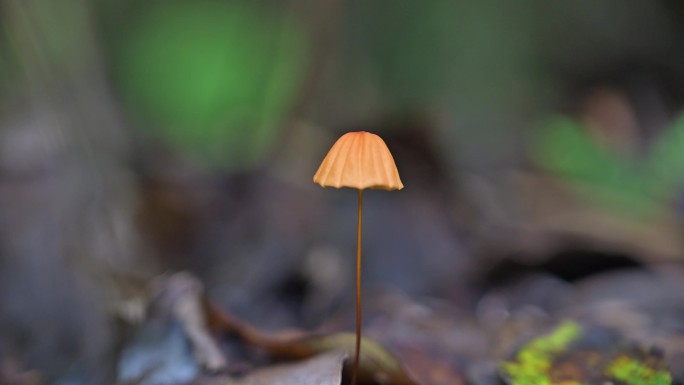 野生蘑菇野生菌