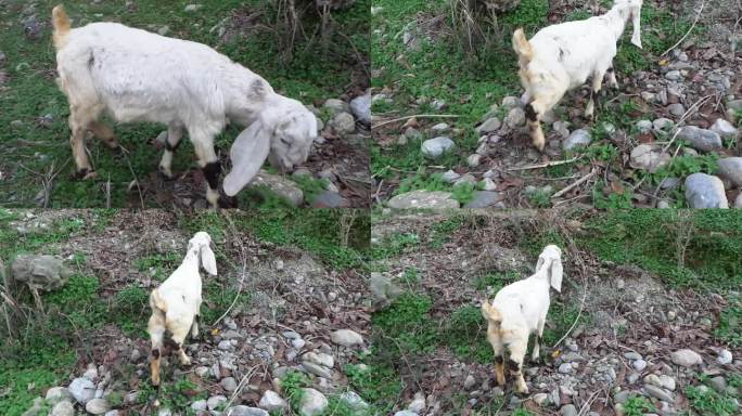 小山羊在村里吃草。高清
