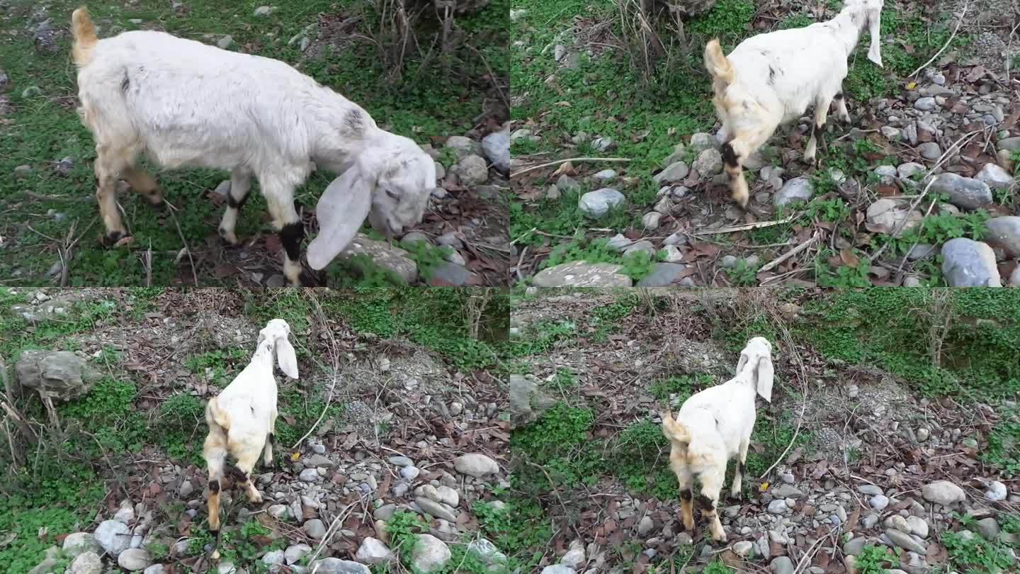 小山羊在村里吃草。高清