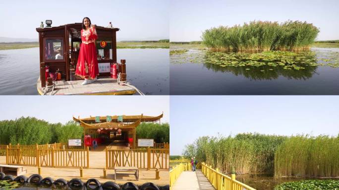 新疆博斯腾湖，芦苇荡，莲花