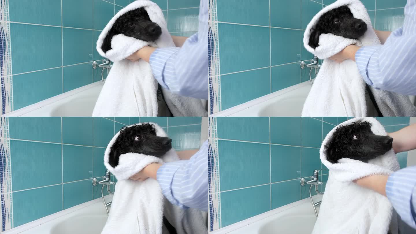 一只漂亮的大湿黑色贵宾犬在洗澡后用白色毛巾布在浴室里擦拭。特写宠物的嘴部