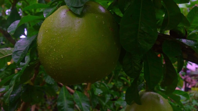 缓慢的平移镜头，巨大的奇迹水果，也被称为葫芦树和葫芦。