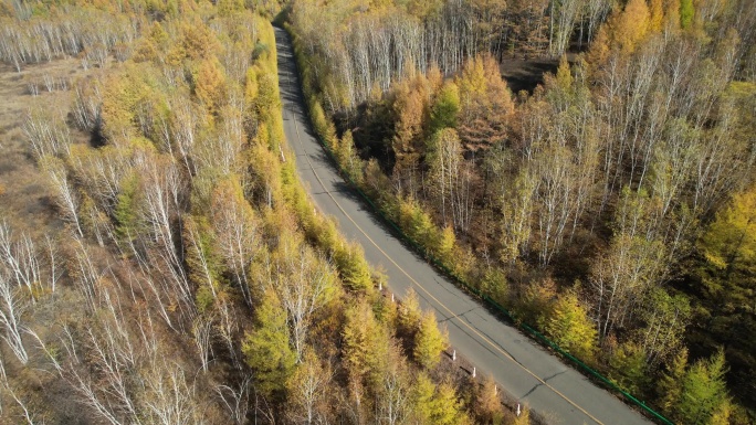 秋天森林公路马路