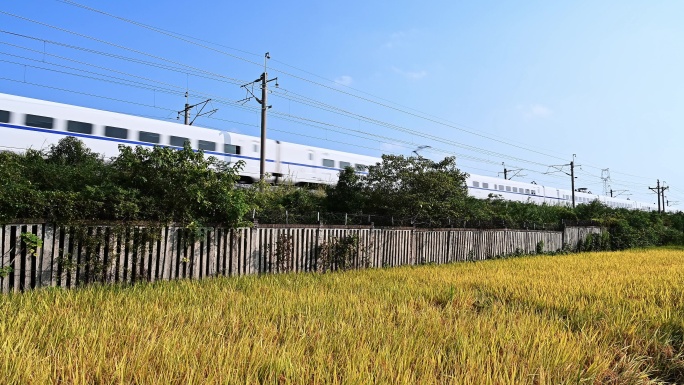 阳光下近距离拍摄稻田旁铁路上行驶的动车