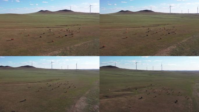 内蒙古草原羊群牛群骆驼4k