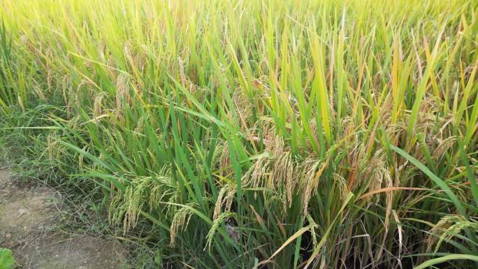 丰收季节-水稻4K
