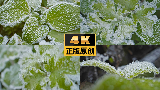 霜降立冬冬至小雪霜冰晶小寒大寒下雪冬霜降