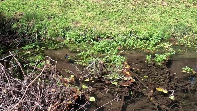 蓝蜻蜓飞过河上的植被