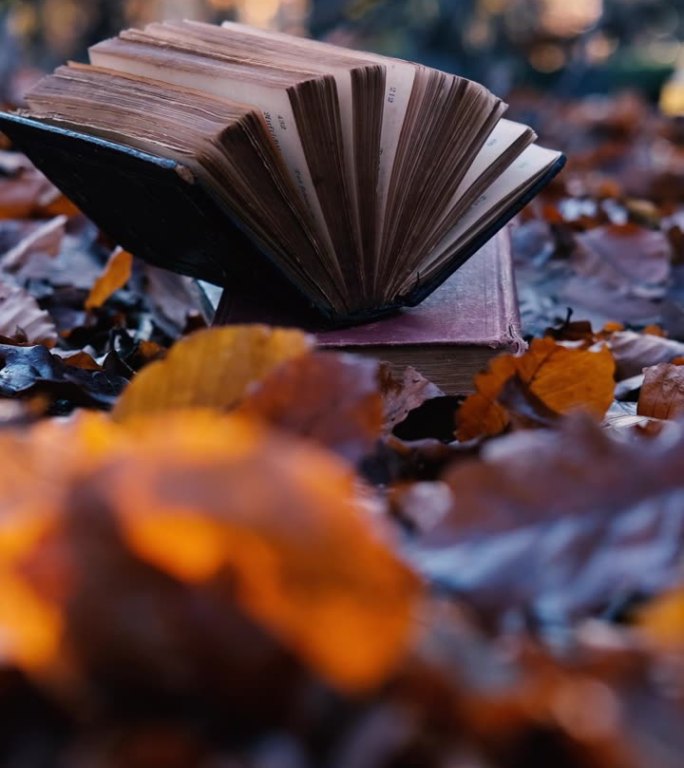 在森林里翻开旧书。