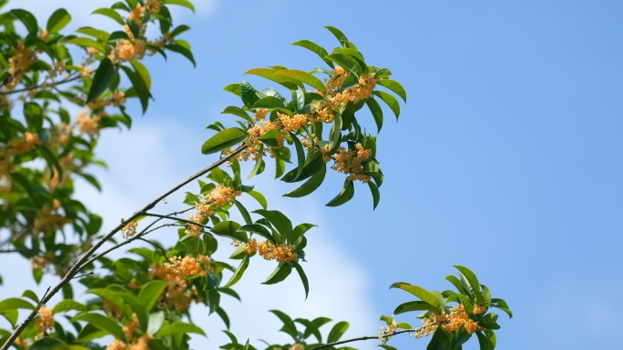 秋天桂花开满枝头