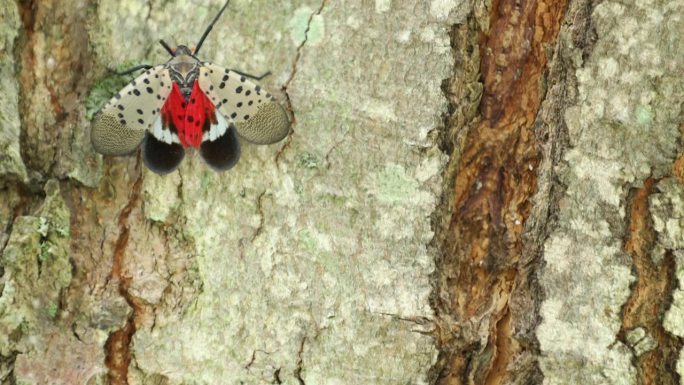 张开翅膀的斑点灯笼蝇在枫树上行走