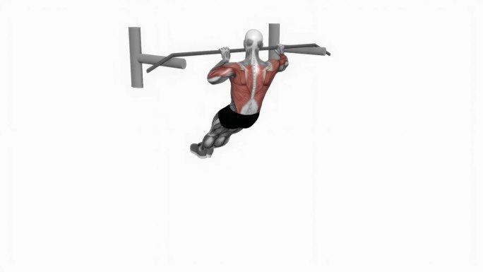 射手拉健身运动锻炼动画男性肌肉突出演示4K分辨率60 fps