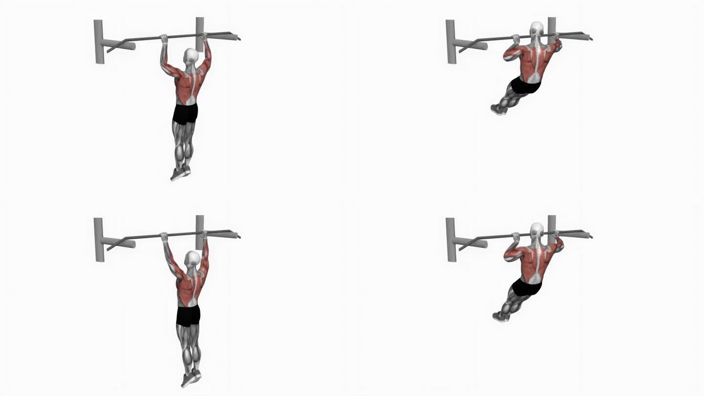 射手拉健身运动锻炼动画男性肌肉突出演示4K分辨率60 fps