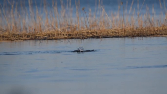 普通的金眼鸭在湖上游泳