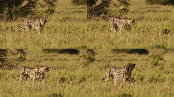 肯尼亚动物，猎豹行走在长长的大草原草地上，非洲野生动物园野生动物在马赛马拉的大草原草地上，非洲肯尼亚