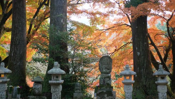 日本古代墓葬葬在日本枫树花园森林中，秋天的白天，树叶满是橘红色，白天阳光普照