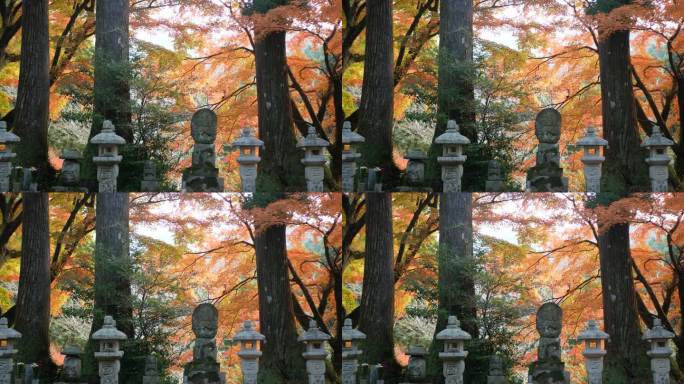 日本古代墓葬葬在日本枫树花园森林中，秋天的白天，树叶满是橘红色，白天阳光普照
