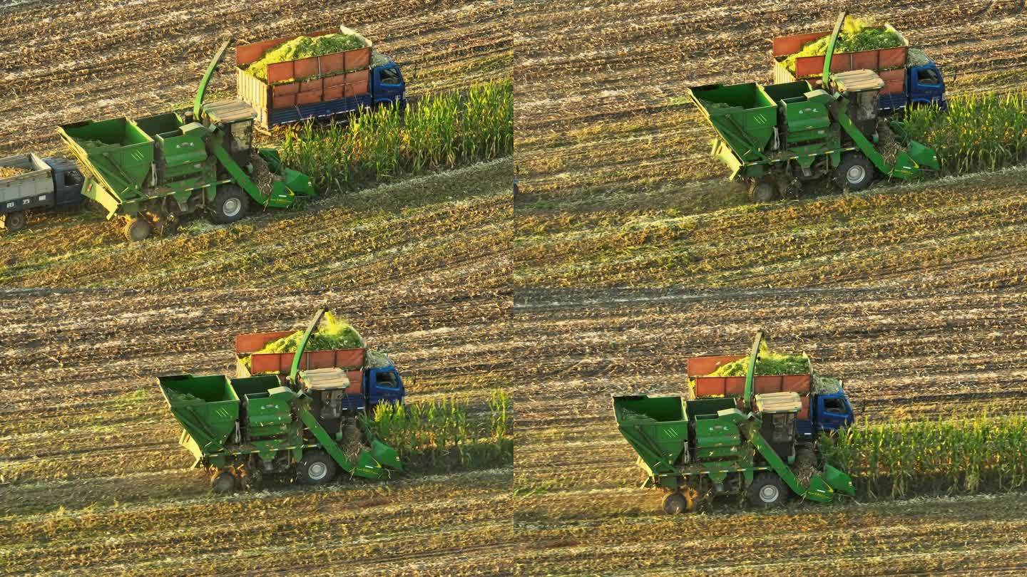 航拍秋天收割机收割玉米