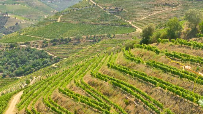 葡萄牙杜罗地区的葡萄园梯田，是波特酒的诞生地。