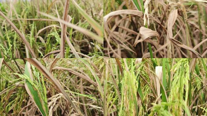 干枯的禾苗稻穗干瘪的稻穗谷物植物叶斑病