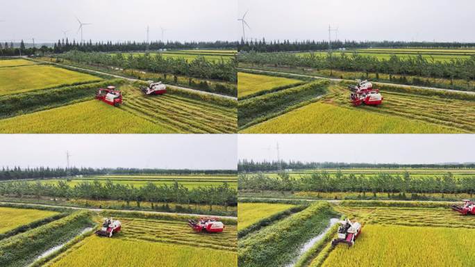 稻田机械化收割航拍视频