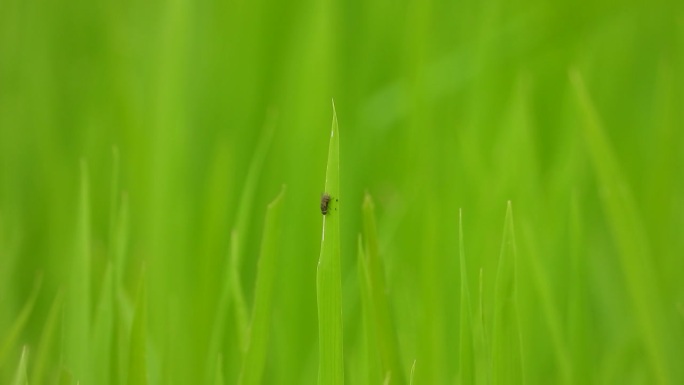 稻草——绿蜜蜂。
