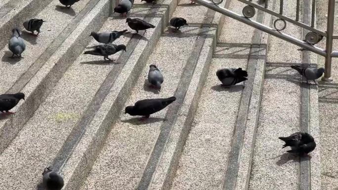 水泥地上的鸽子