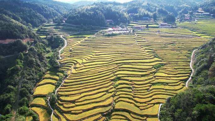 合集大山丘陵农业种植金黄稻田梯田航拍