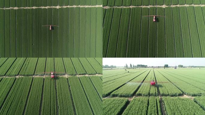 小麦喷洒作业  小麦丰收   合作社