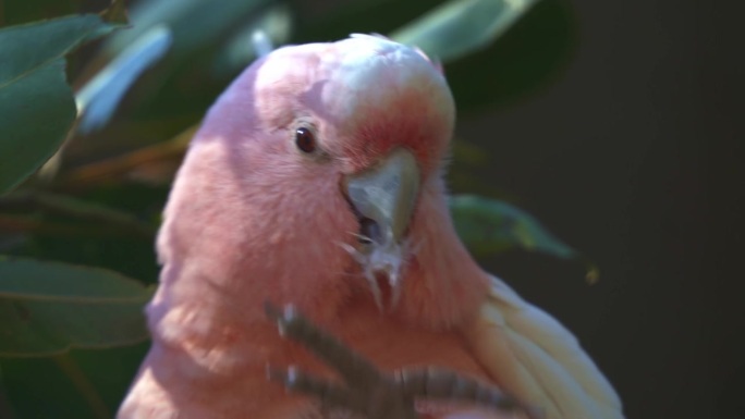 极端特写镜头捕捉到一只米切尔少校凤头鹦鹉，粉色凤头鹦鹉，长着鲑鱼粉红色外表的鹦鹉，在树上斑点，用喙拔
