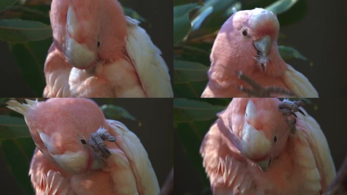 极端特写镜头捕捉到一只米切尔少校凤头鹦鹉，粉色凤头鹦鹉，长着鲑鱼粉红色外表的鹦鹉，在树上斑点，用喙拔