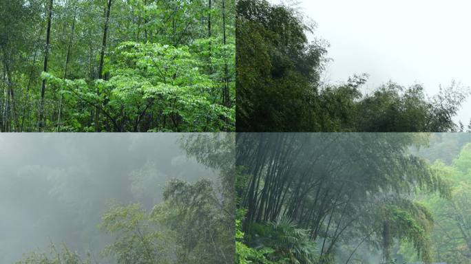 4K实拍竹林竹子下雨山林绿叶竹子空镜