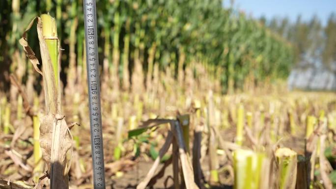 玉米收割 留杆高度测量