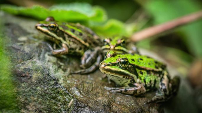 三只绿色的青蛙特写展示生物爬行动物