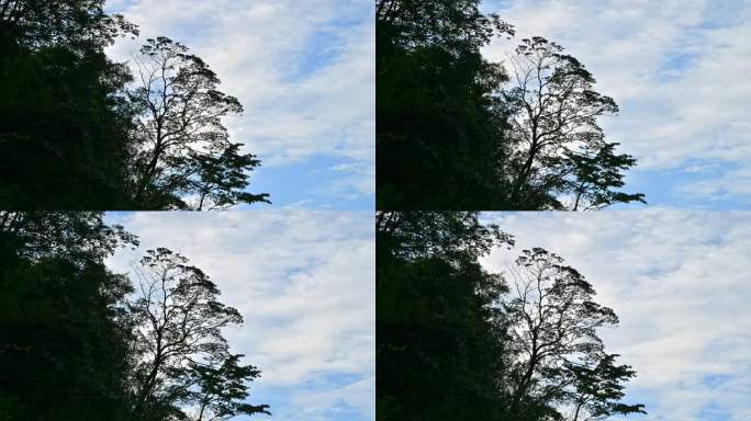 晴朗天空白云略过树梢延时视频素材