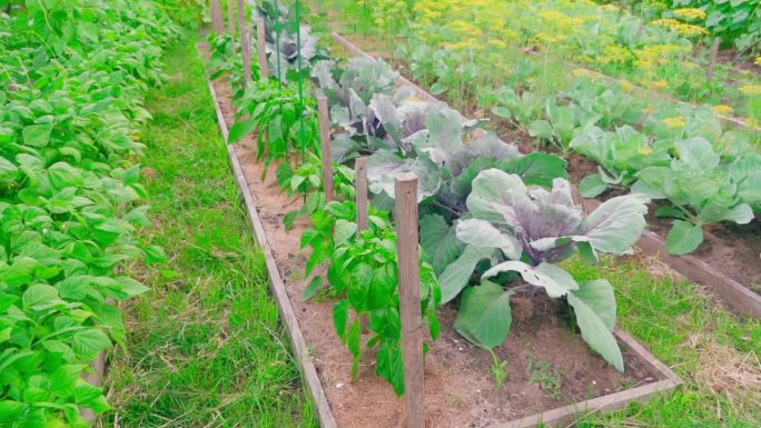 家庭花园密密麻麻地种植着各种蔬菜作物和植物。红卷心菜和甜椒在花园里，镜头移动